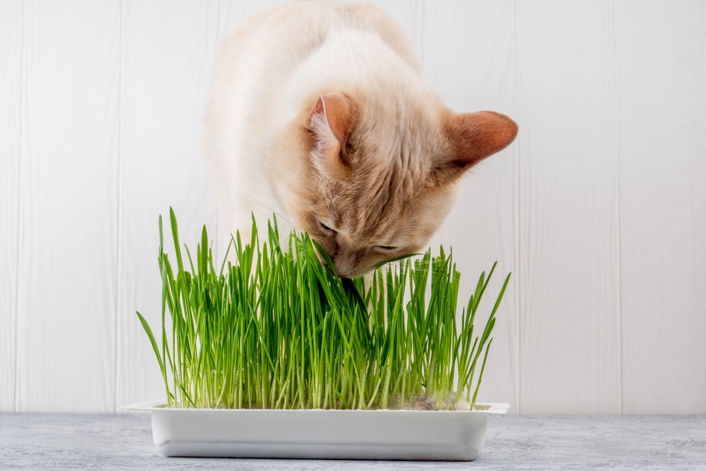 Semer de l'herbe à chat en pot 