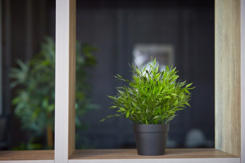 chat et plante d'intérieur