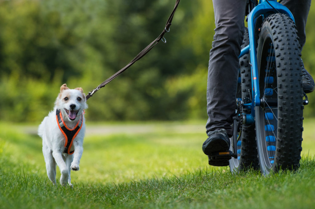 Faire du vélo avec son chien : conseils et astuces - Magazine zooplus
