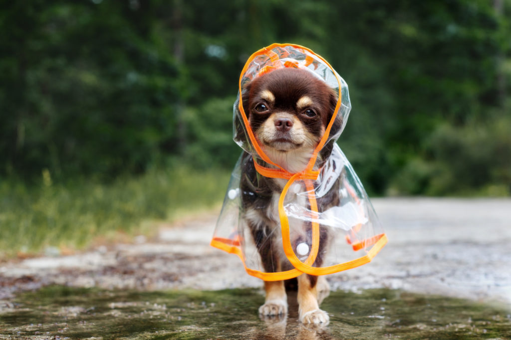 Manteau pour chien : est-ce vraiment utile ?