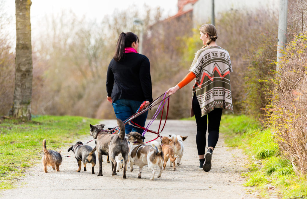 dog sitter pour faire garder son chien