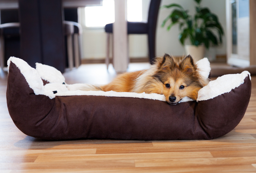 le bon panier pour chien