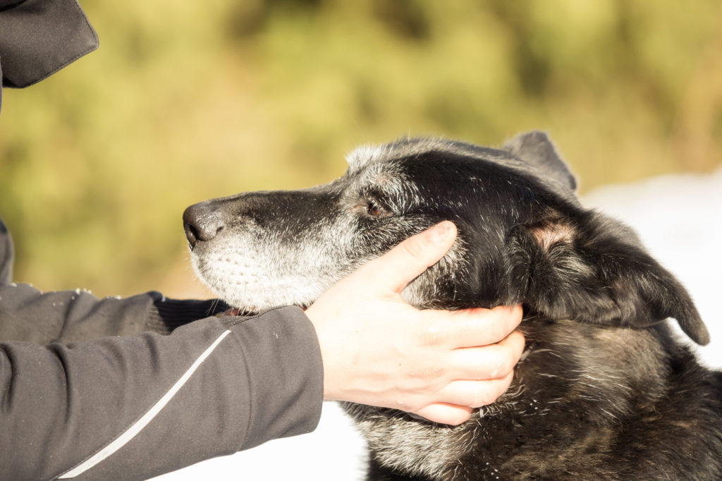 psychologie canine psychologie canine