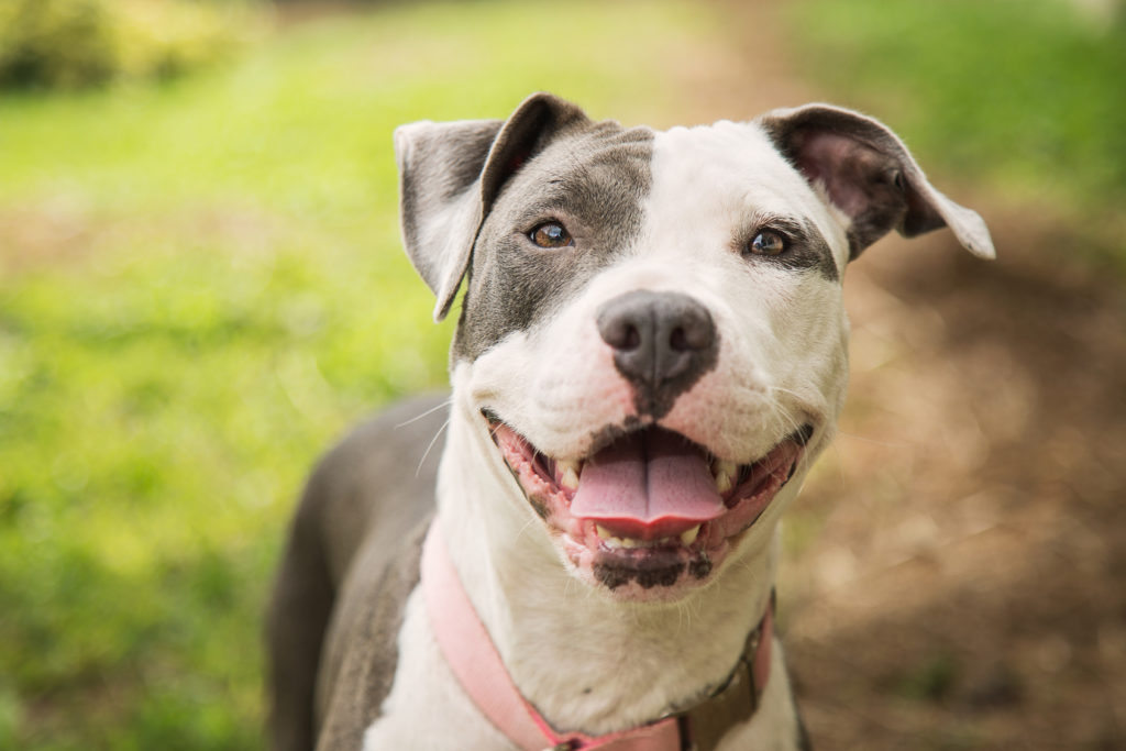 psychologie canine