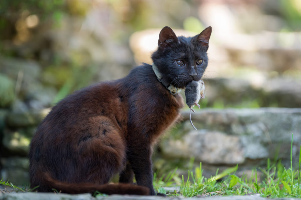 Pourquoi Mon Chat Chasse T Il Tout Savoir Sur L Instinct Du Chat Zooplus