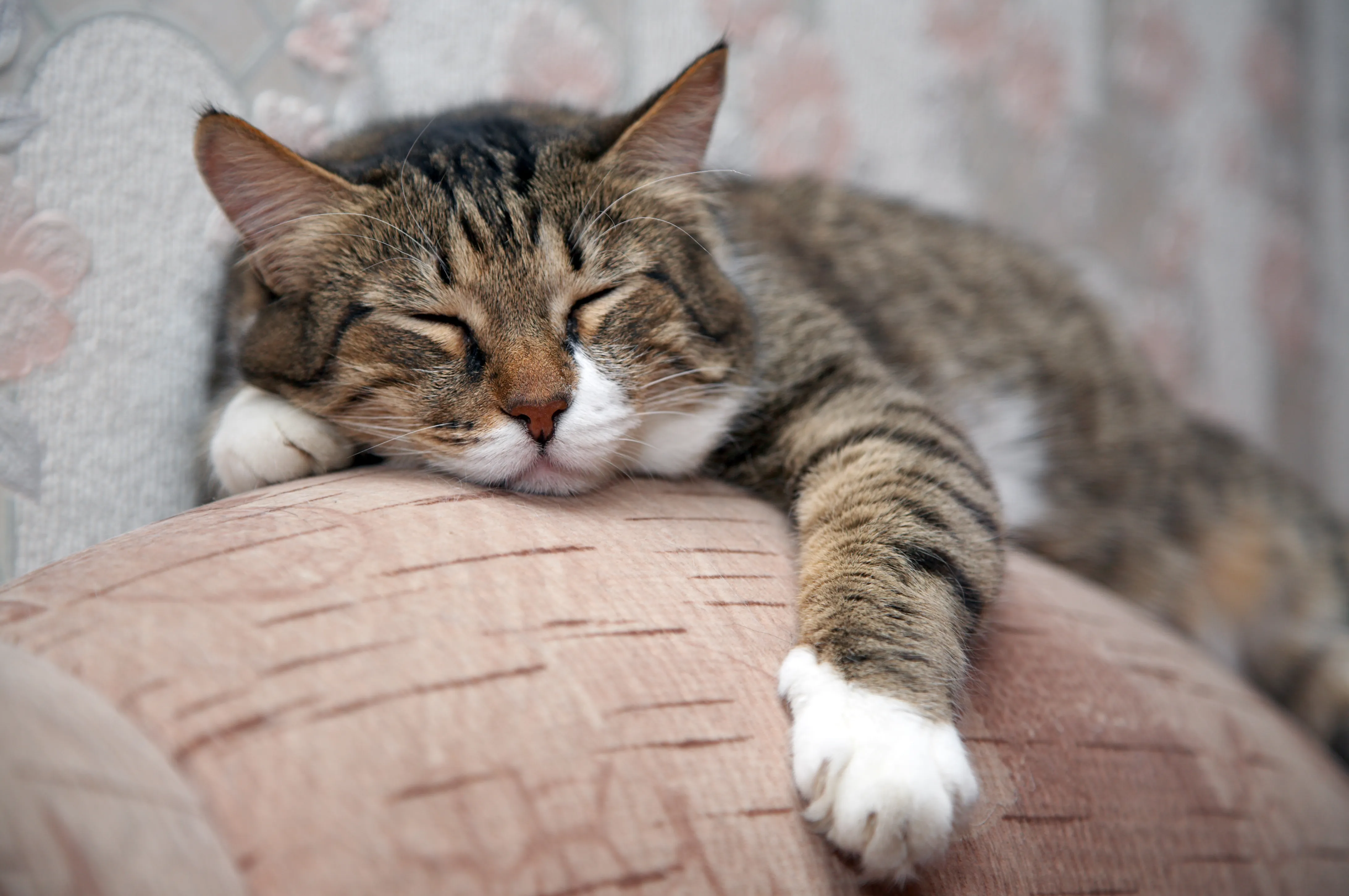 chat endormi chat endormi