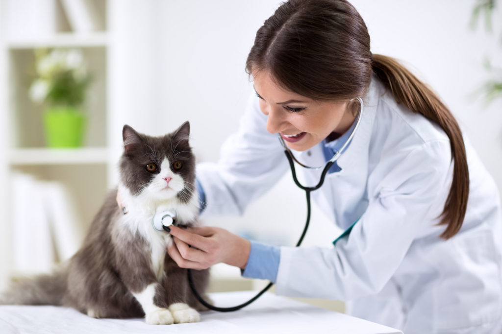 Vétérinaire : la première visite avec son chaton - Magazine zooplus