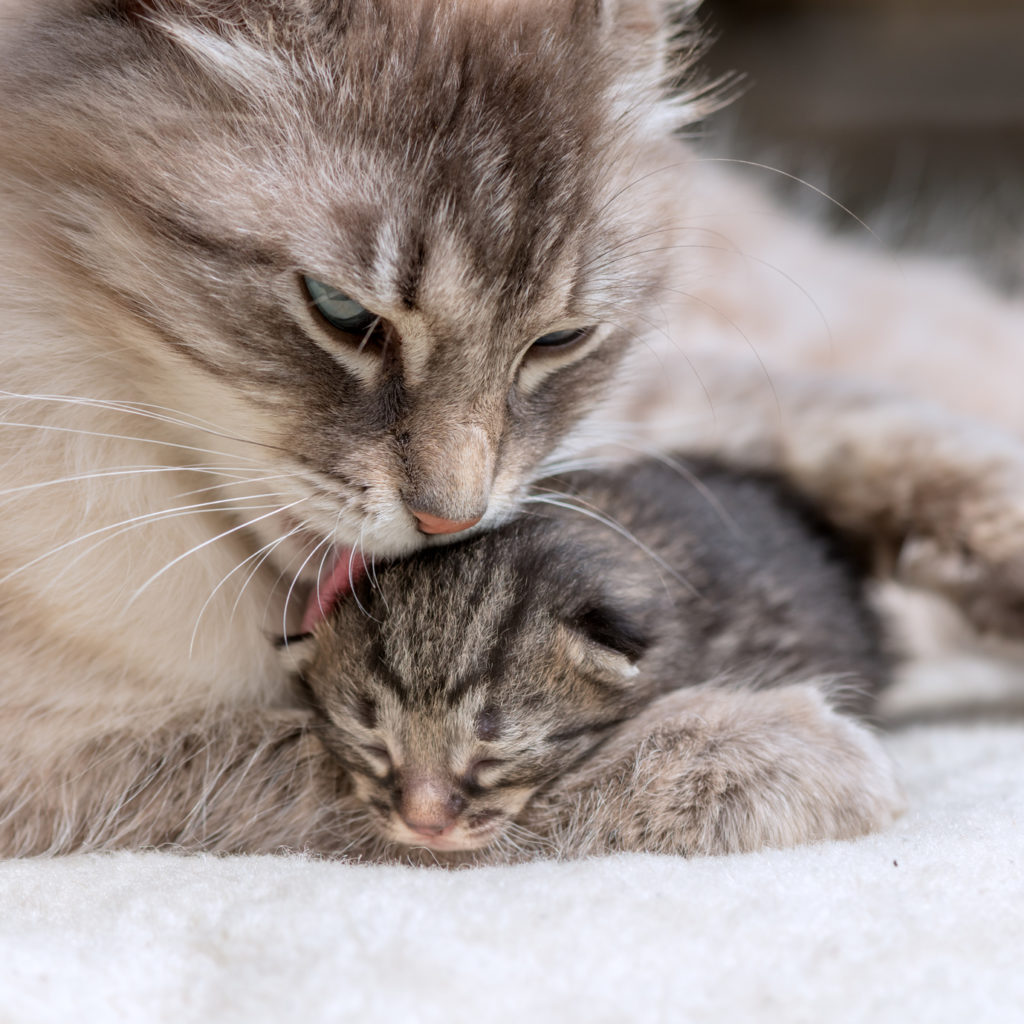 Gestation Du Chat La Naissance De Chatons Magazine Zooplus