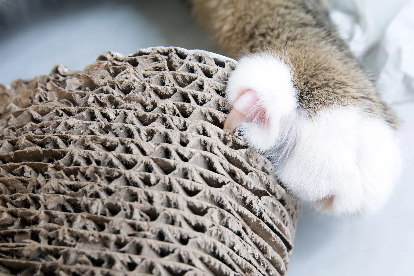 choisir l’arbre à chat idéal choisir l'arbre à chat idéal