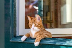 Laisser sortir son chat pour la première fois