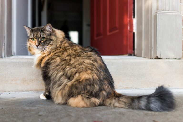 Laisser sortir son chat pour la première fois Magazine zooplus