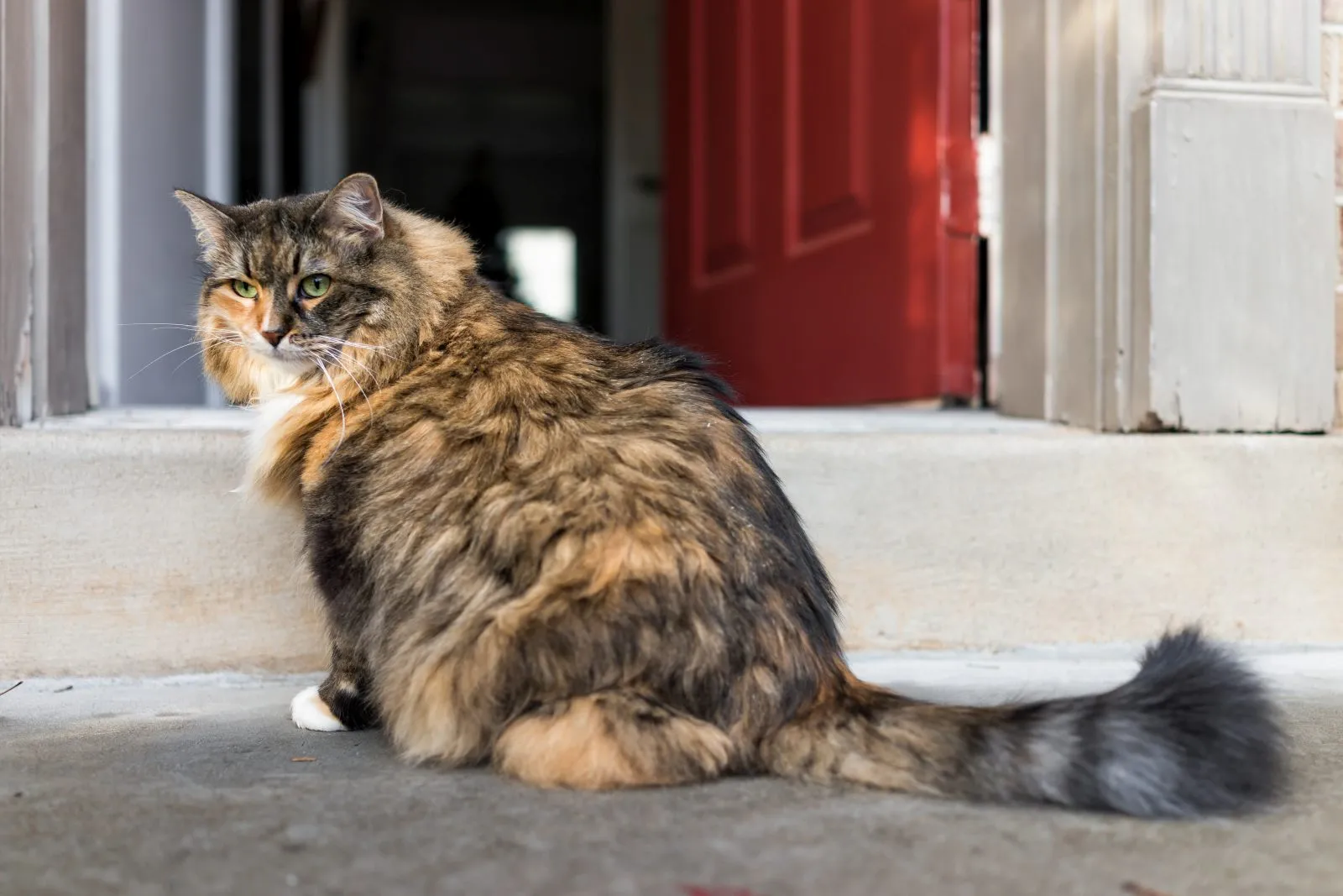 chat dehors devant la maison chat dehors devant la maison