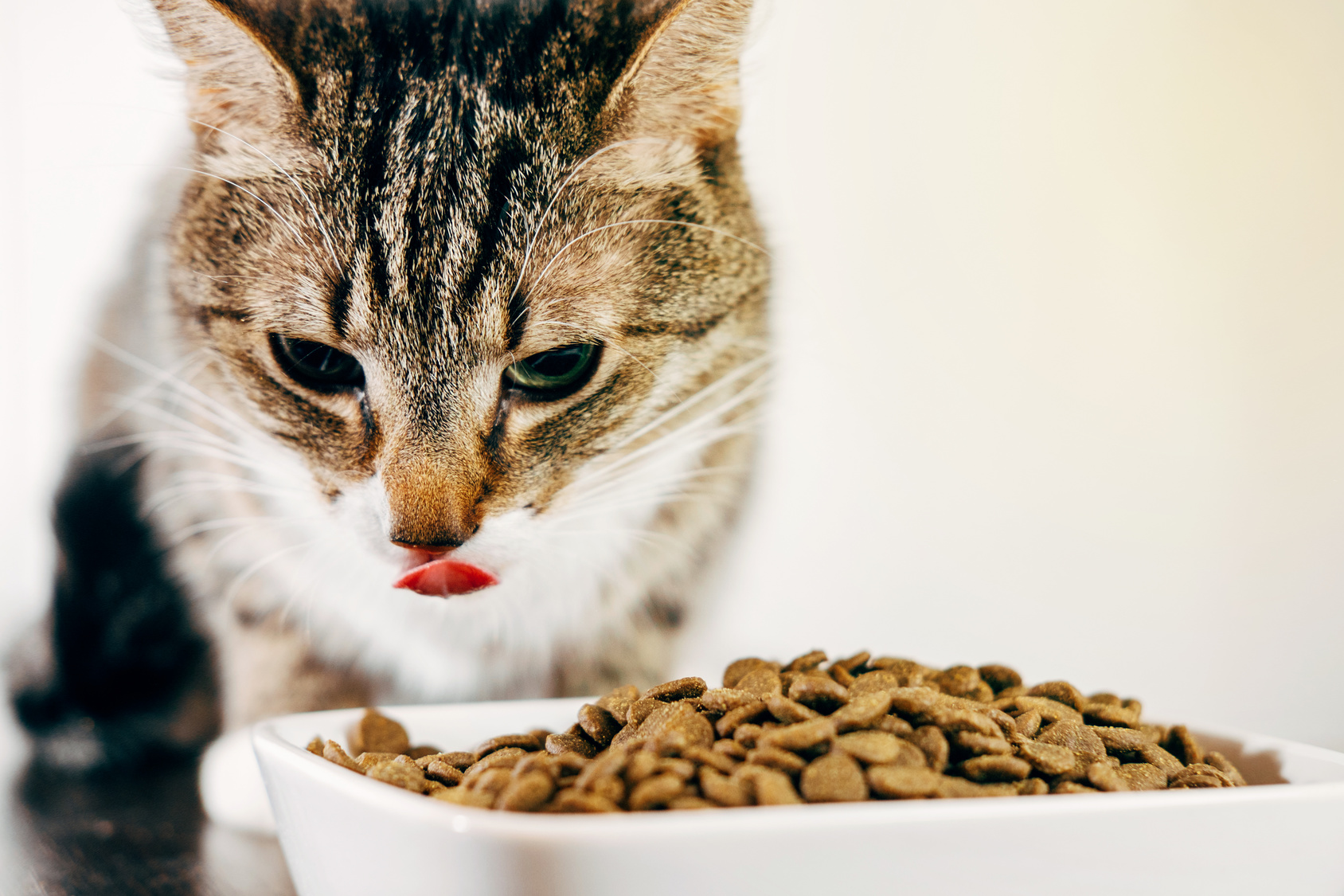 bon aliment pour chat
