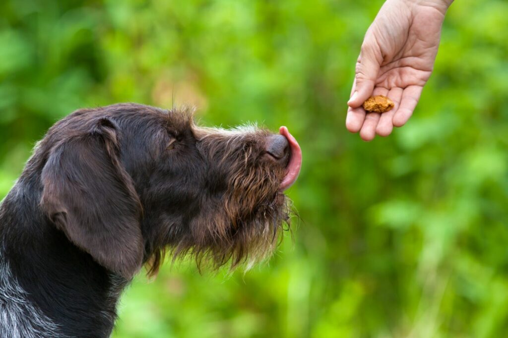 chien et friandises chien et surpoids
