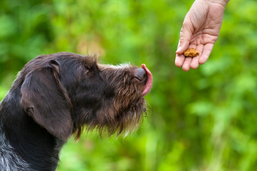 chien et surpoids