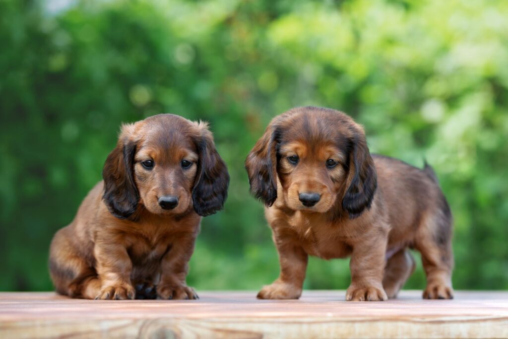 deux chiots teckel