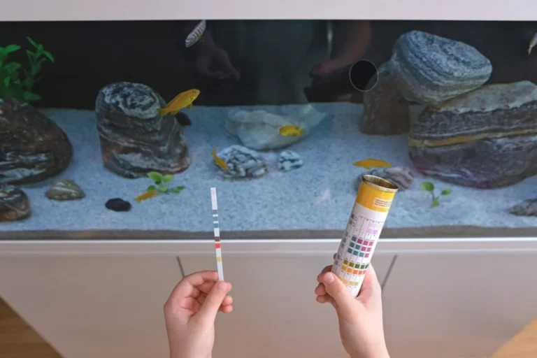 Un jeune tient des bandes de test pour aquarium