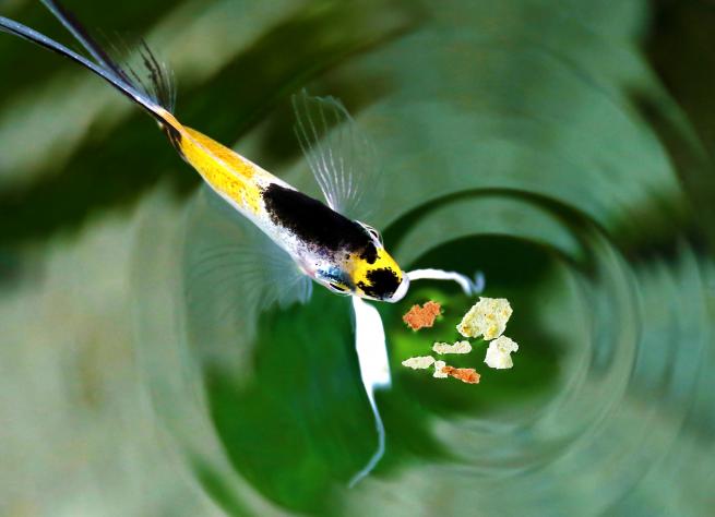 Quelle quantité de nourriture pour nos poissons rouges ?