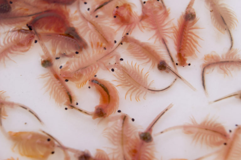 Nourriture vivante pour poissons d’aquarium - Magazine zooplus