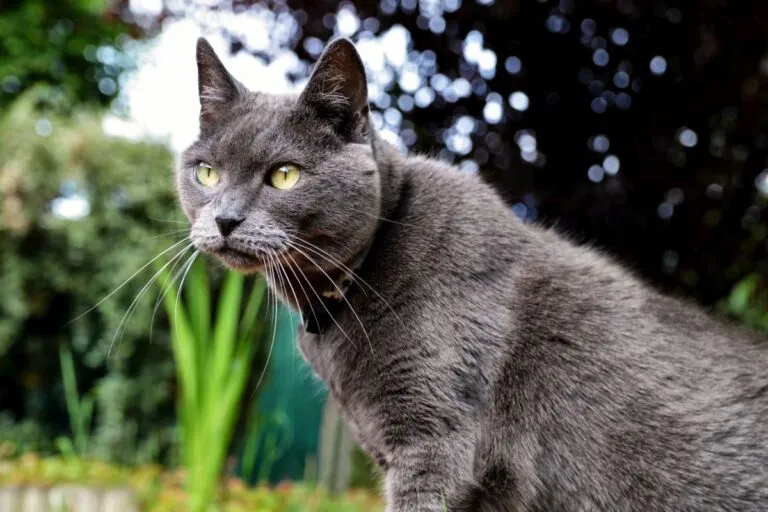 chat chartreux dans un jardin chat chartreux dans un jardin