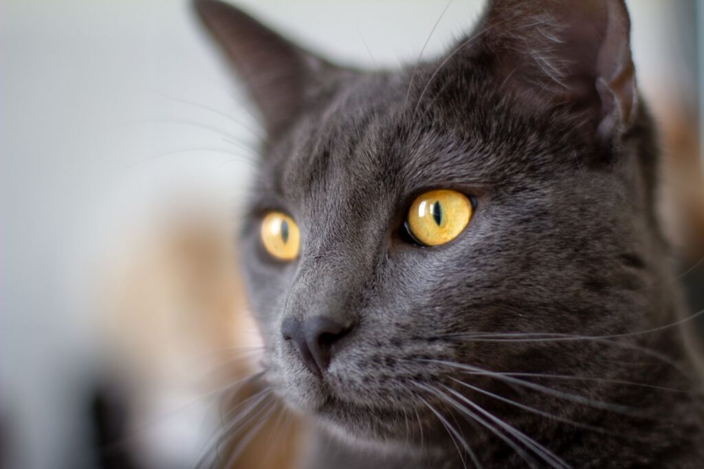 chat chartreux vu de près