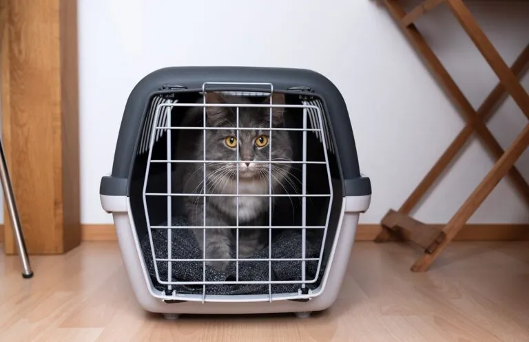 chat et caisse de transport chat et voyage en train