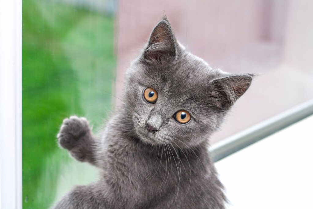 chaton chartreux chaton chartreux à la fenêtre