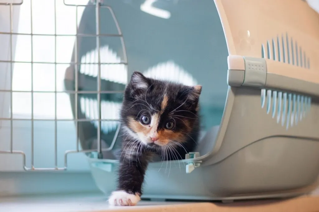 caisse transport chat voyage chat et caisse de transport
