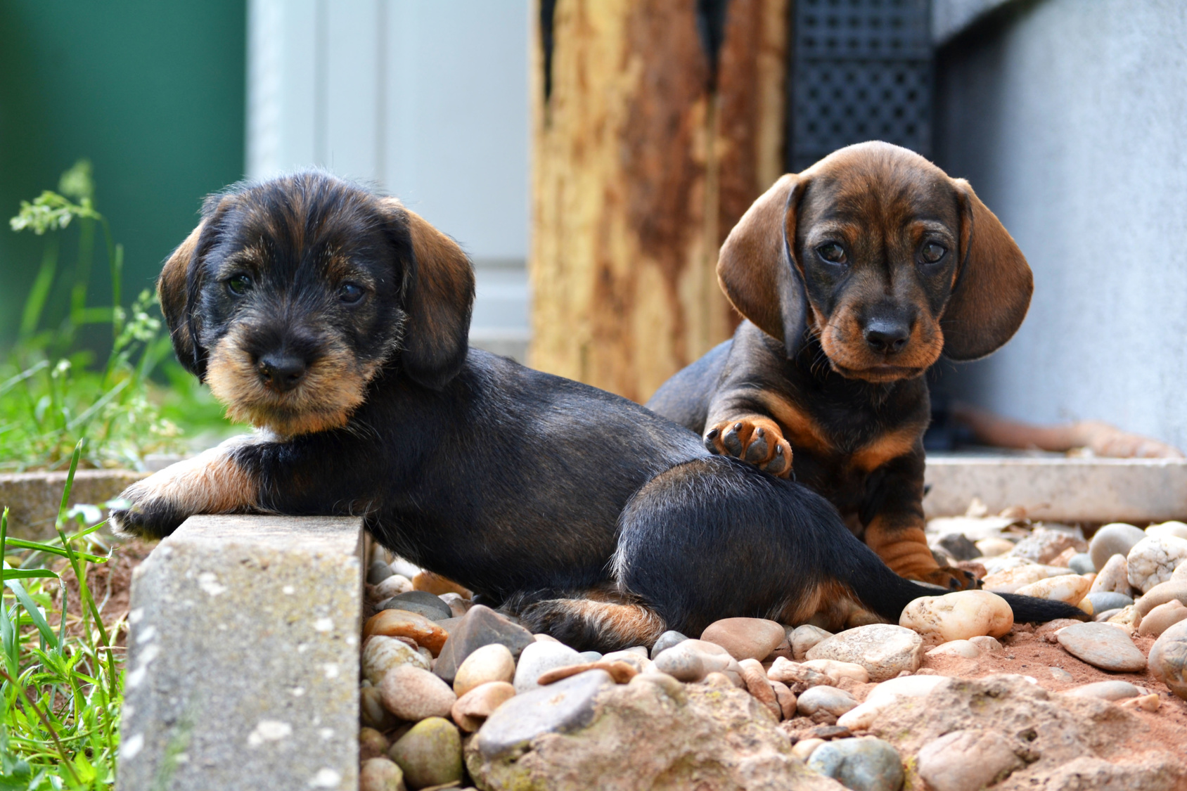 chiots de race teckel
