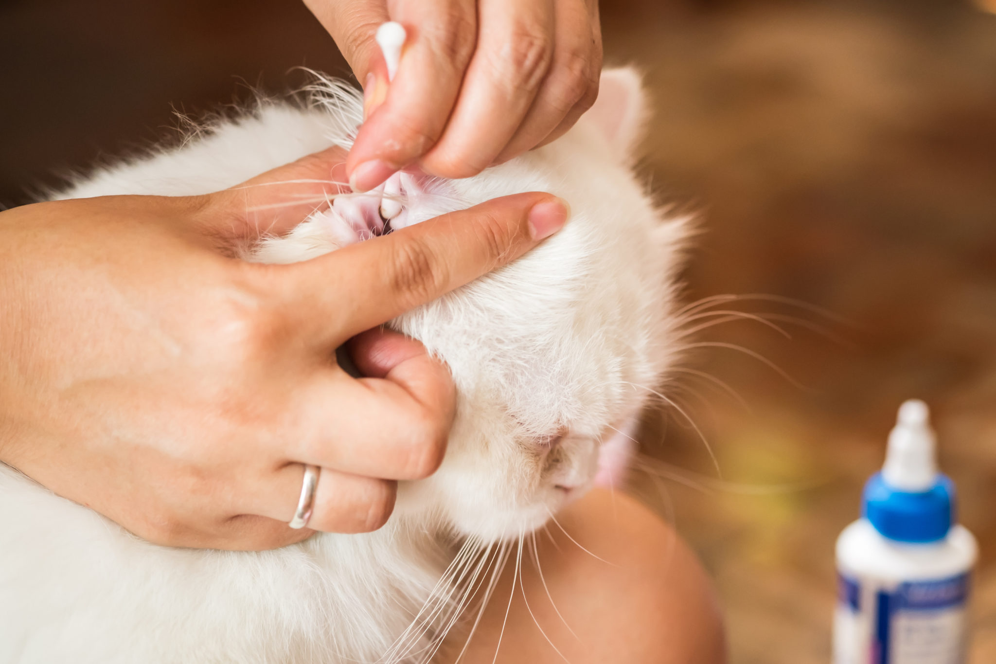 Savoir quand et comment nettoyer les oreilles de son chat