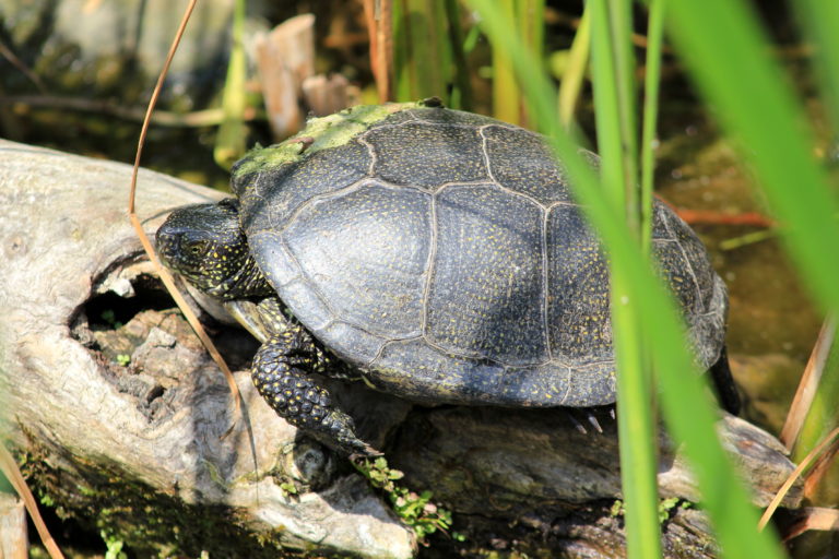 Plantes d'aquarium : le guide complet - Magazine zooplus