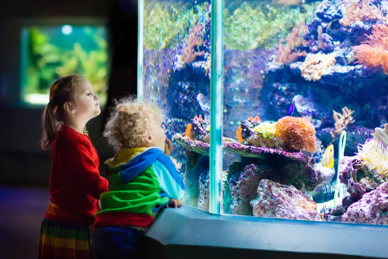 Taper sur la vitre de l'aquarium