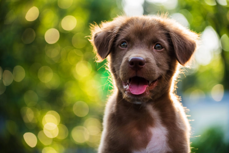 noms de chien