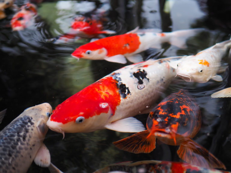 nourrir ses poissons de bassin