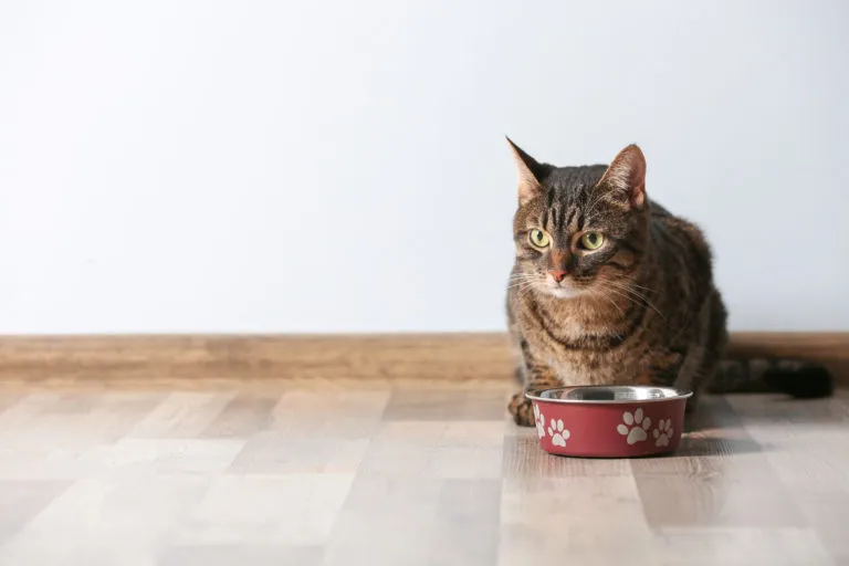 nourrir son chat sensible nourrir son chat sensible
