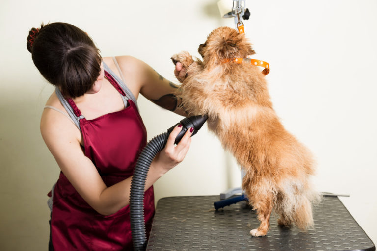 une toiletteuse sèche un petit chien après la séance de toilettage canin