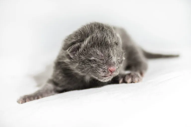 prendre soin d’un chaton s'occuper d'un chaton