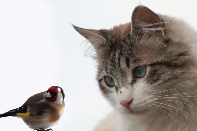 chat et oiseau