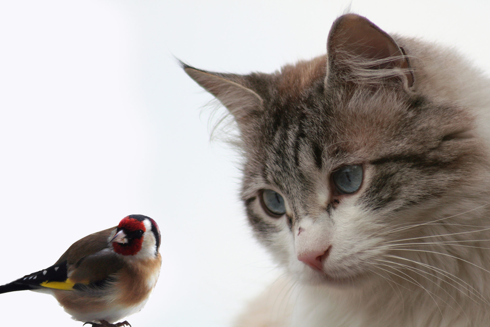 Oiseaux de bonheur. Le chat est-il un vrai prédateur pour les oiseaux ?