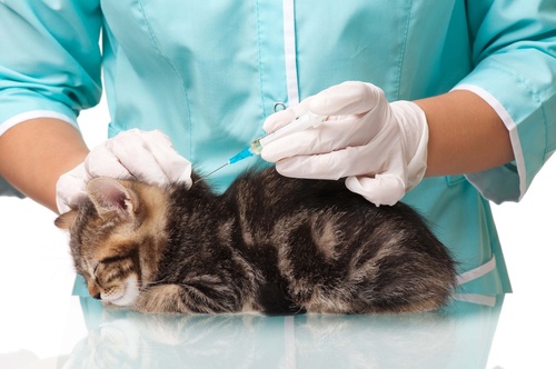 vaccins pour chat