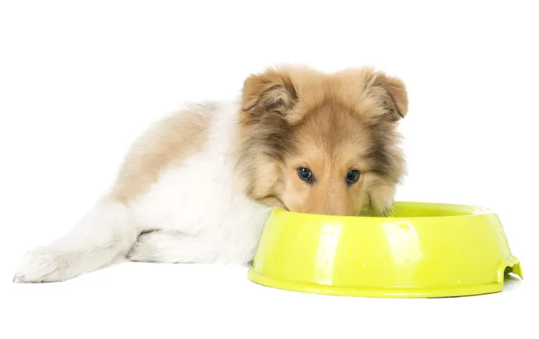 Alimentation adaptée pour chien stérilisé chiot de race Border Collie, la gueule dans sa gamelle