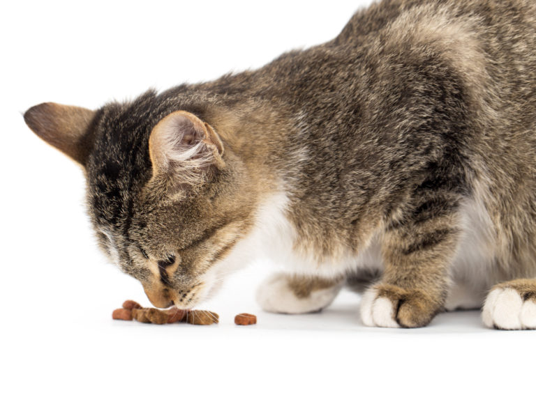 chat âgé qui mange des croquettes