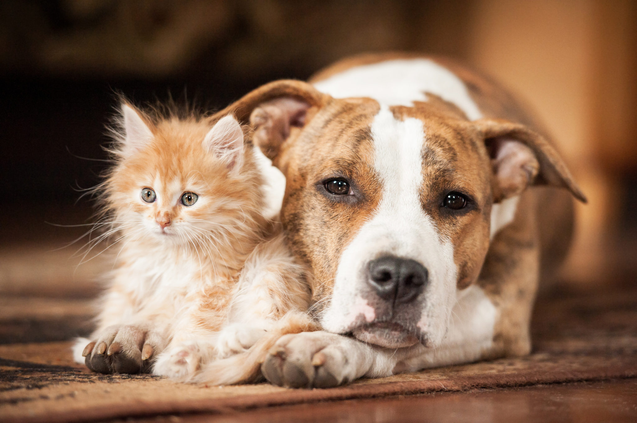 Chien Et Chat Comment Les Faire Cohabiter Magazine Zooplus