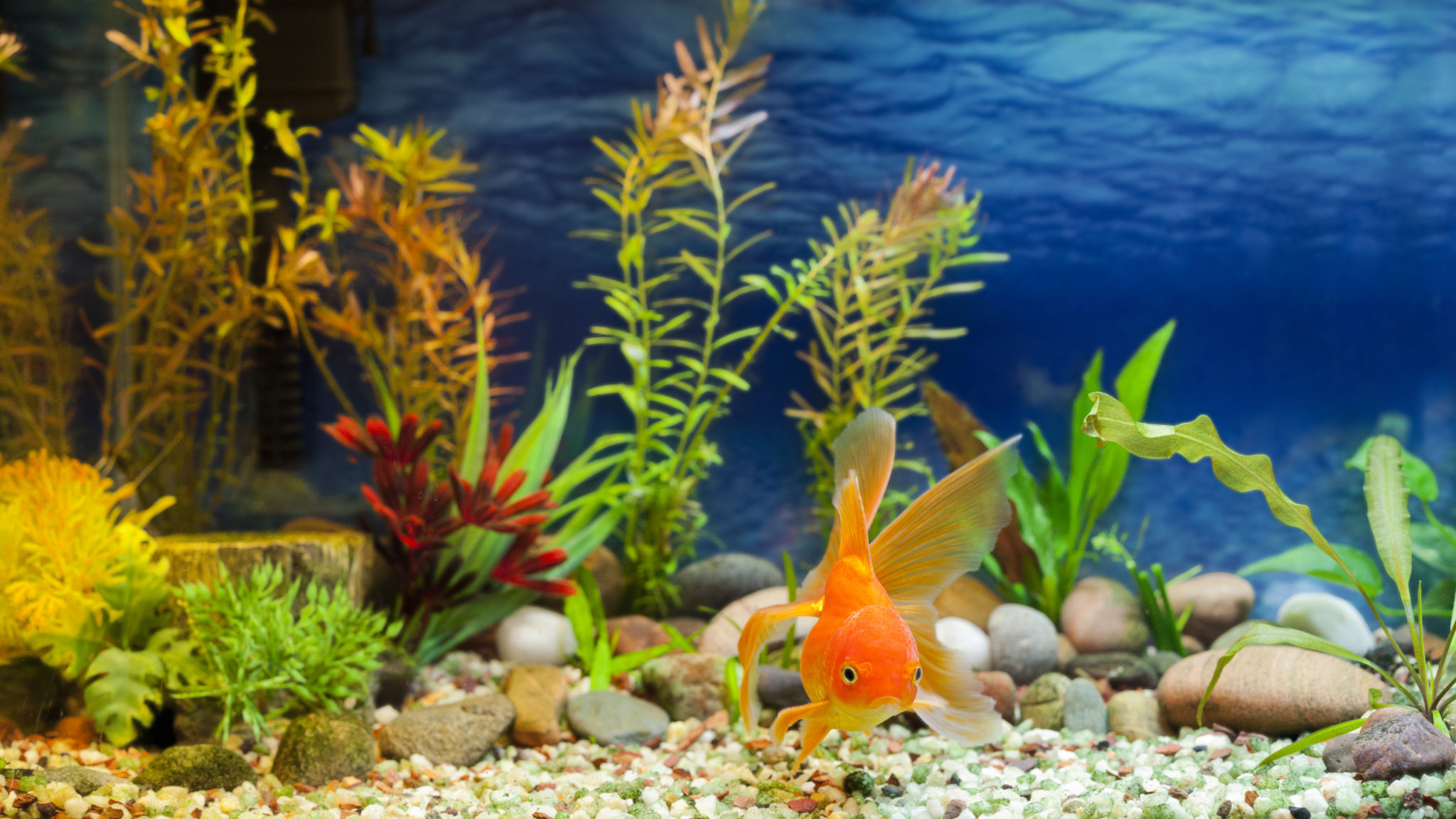 Poisson Rouge : aquarium, besoins, nourriture, maladies - Guide