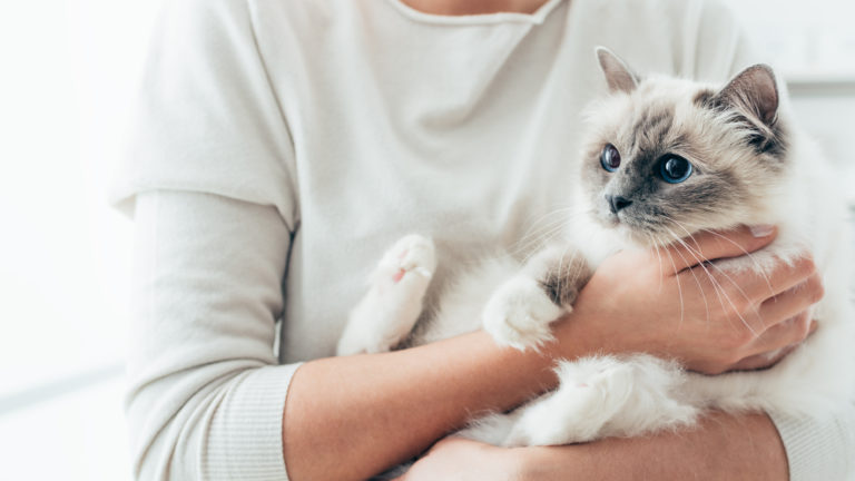 maladies osseuses du chat