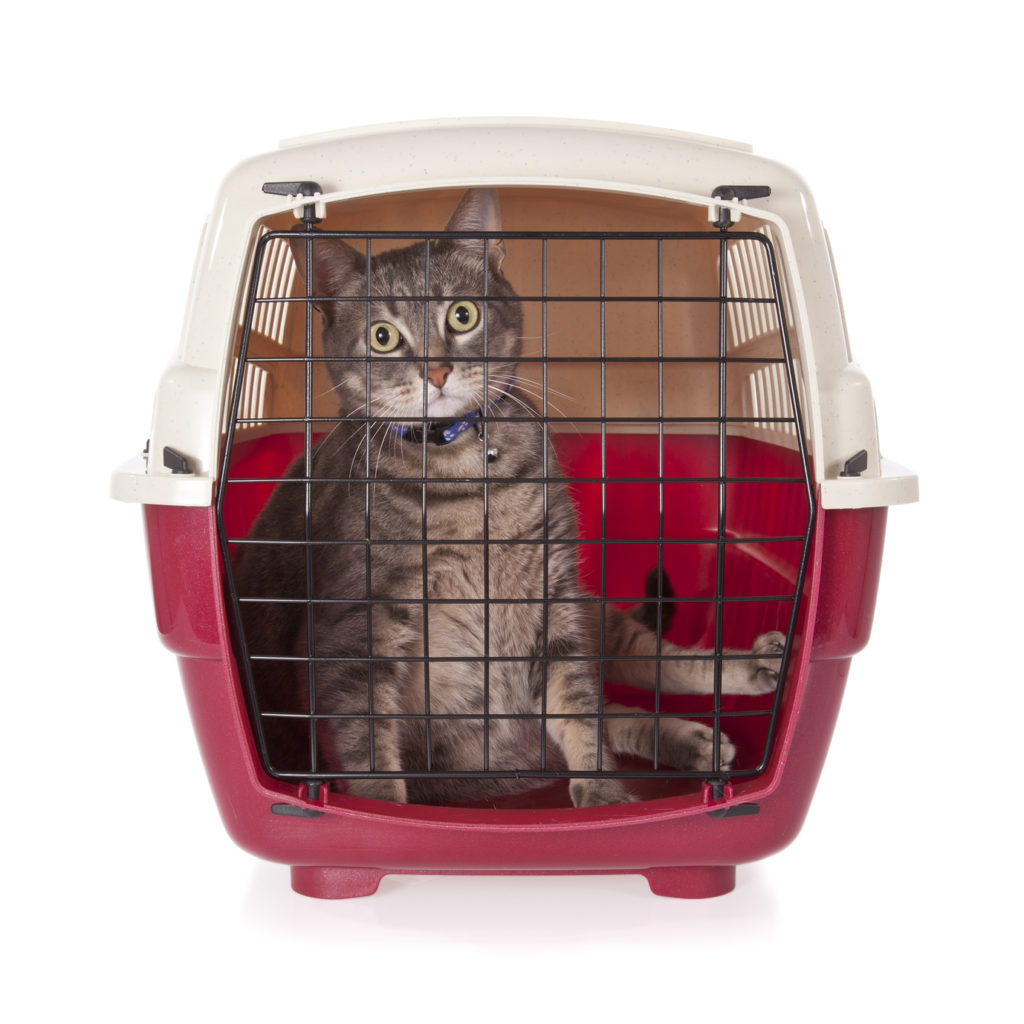 Prendre Le Train Avec Son Chat Conseils Et Astuces Magazine Zooplus Prendre Le Train Avec Son Chat Conseils Et Astuces Magazine Zooplus