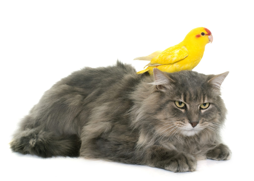 cohabitation entre chat et oiseau