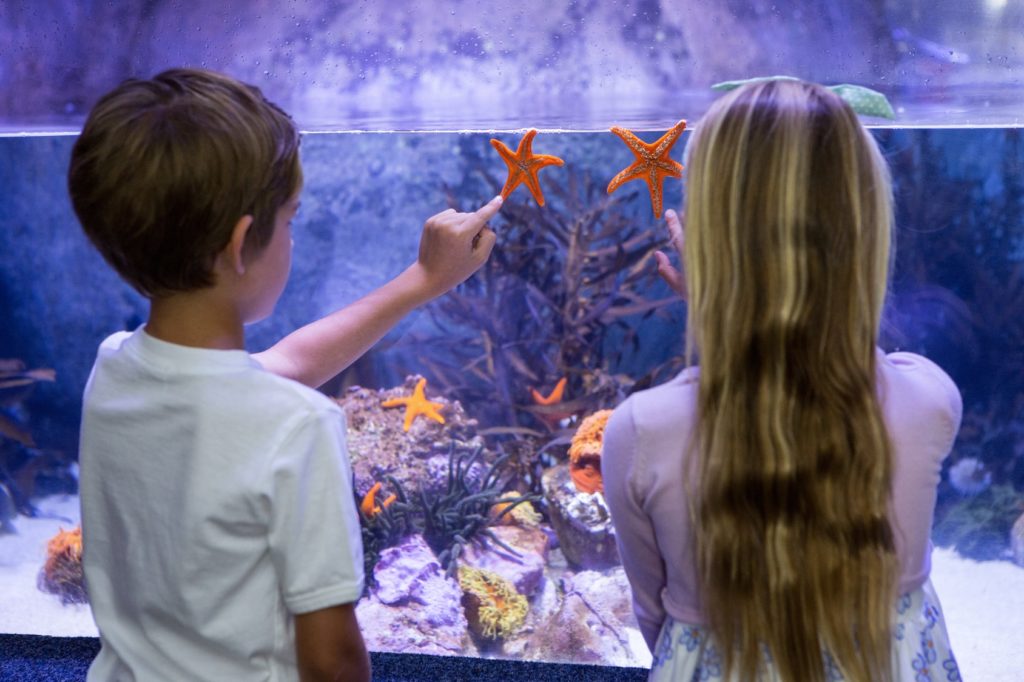 taper sur la vitre de l'aquarium