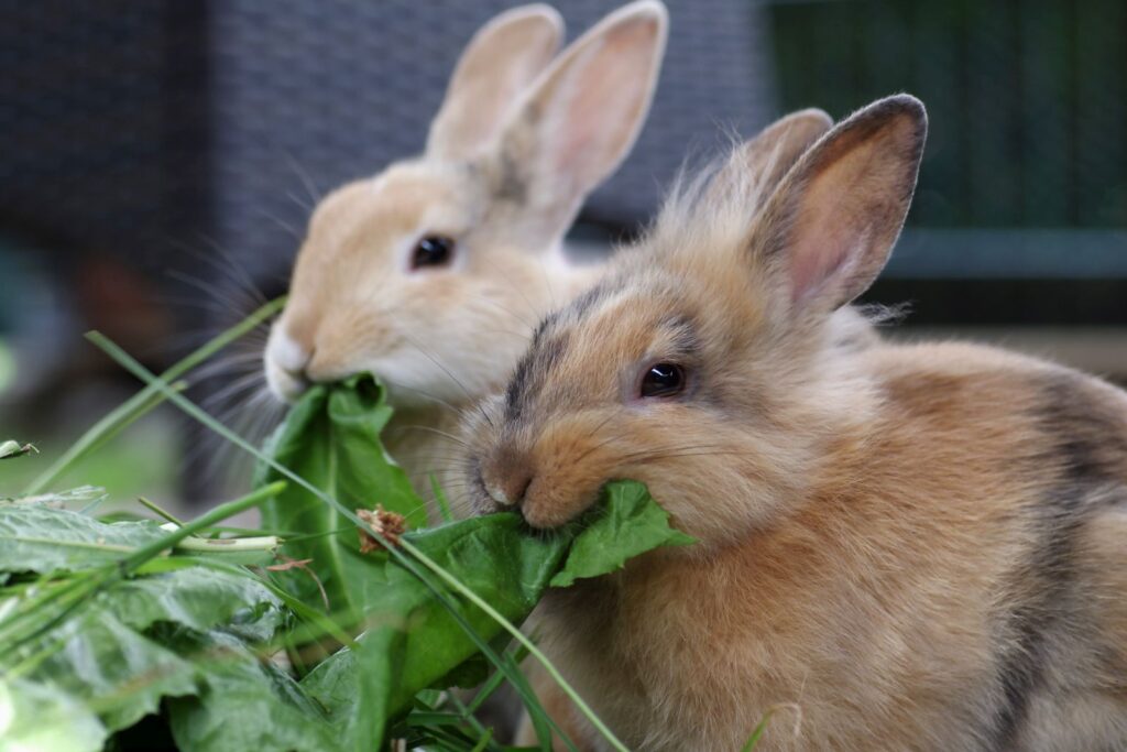 lapins qui grignotent une feuille