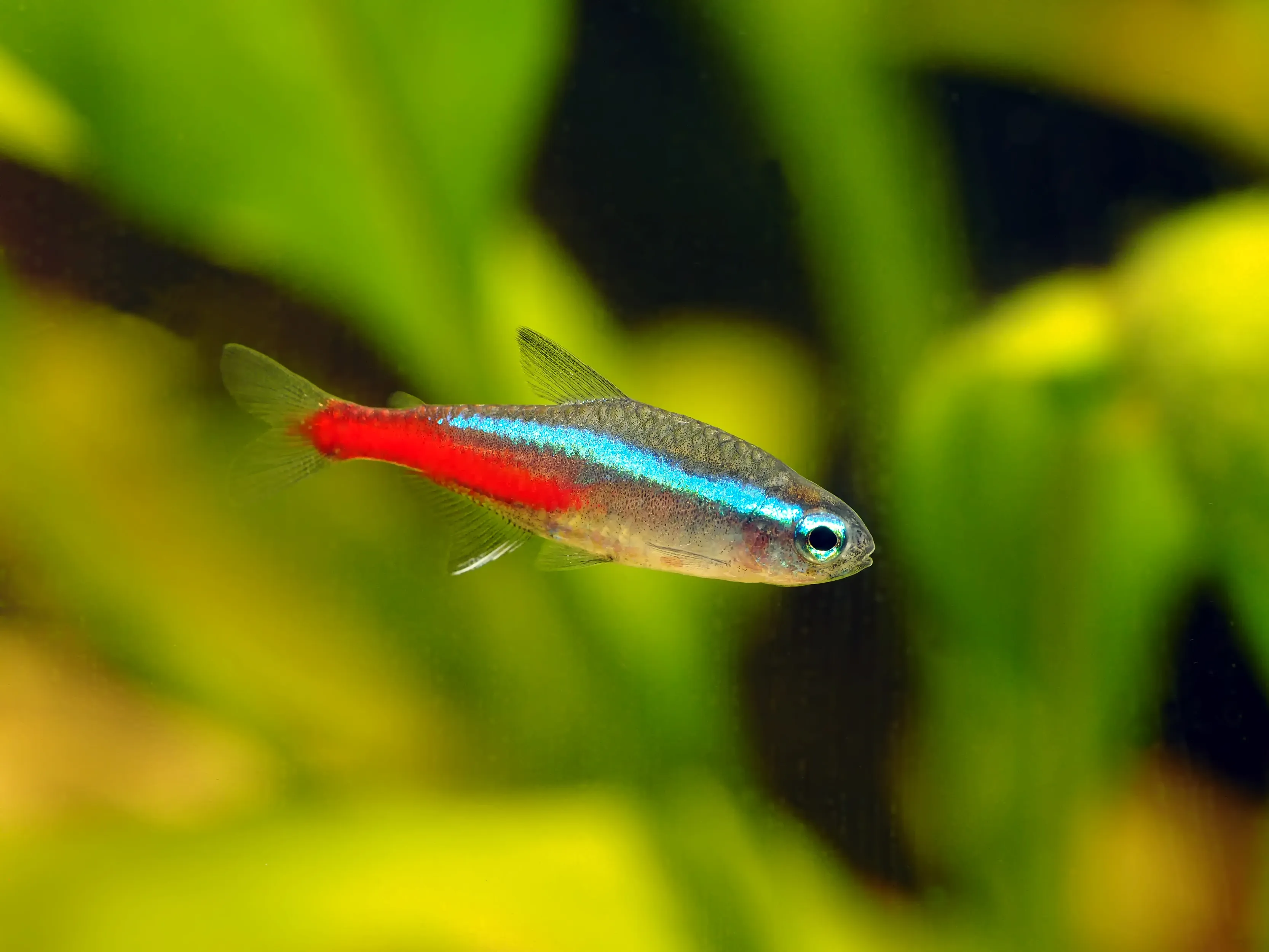 néon bleu
